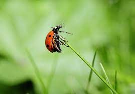 la coccinelle spirituel