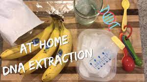 at home dna extraction lab you