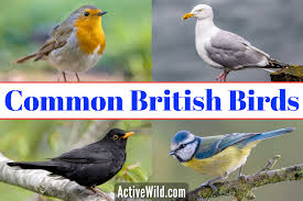 list of common british birds with