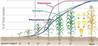 Corn Fertilizer Recommendations