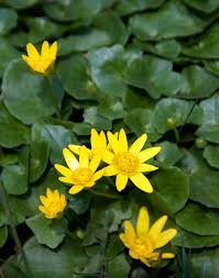 Yellow, arranged in groups of 20 or more. Ficaria Verna Wikipedia