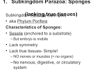 subkingdom Parazoa
