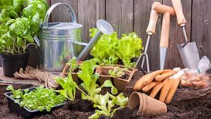 Vegetable Gardening For Beginners The