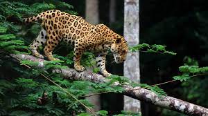Today significant numbers of jaguars are found only in remote regions of south and. Jaguar
