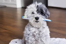 5 vet approved homemade dog toothpaste