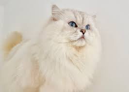 the british longhair cat belle ayr cats