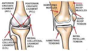 Both are made of collagen. What Are The Parts Of The Knee Joint Systems4knees