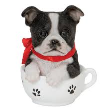 boston terrier teacup puppy bits and