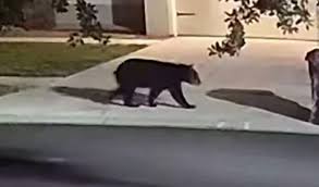 black bear spotted in st cloud