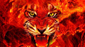 tiger face fire 4k ultra hd