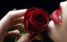 red rose in hand 1080p 2k 4k 5k hd