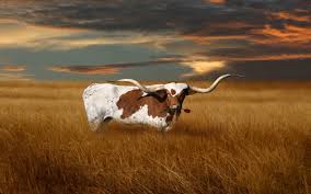 texas longhorn cattle wallpaper