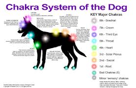 Chakra System For A Dog Everything K 9 Animal Reiki