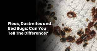 fleas dust mites and bed bugs can you
