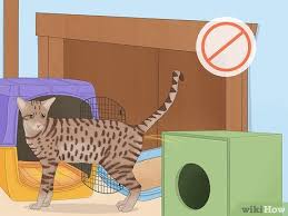 prevent cats from on carpet