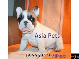 Find french bulldogs & puppies for sale across australia. French Bulldog Puppy For Sale In Chennai At Best Price
