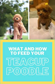 what and how to feed your teacup poodle