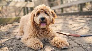 labradoodle growth weight chart