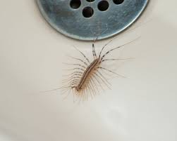 how to control house centipedes