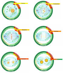 Some of the worksheets displayed are comparing mitosis meiosis, comparing mitosis and meiosis chart answer key, mitosis versus meiosis work answers, comparing mitosis meiosis answers venn diagram epub, meiosis and mitosis answers work, meiosis coloring work answers. Mitosis And The Cell Cycle Biology I Laboratory Manual