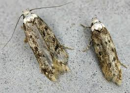 Killing all the flying moths won't solve the problem because it's their babies that do the actual damage. White Shouldered House Moth Wikipedia