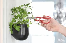 How To Create A Modern Kitchen Herb Garden