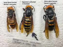 European hornets are one of the only real hornets we have in the united states. Murder Hornets Trapped In Us For First Time As Officials Race To Eradicate Colonies Before Breeding Season The Independent The Independent