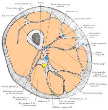 Prep for a quiz or learn for fun! Medial Compartment Of Thigh Wikipedia