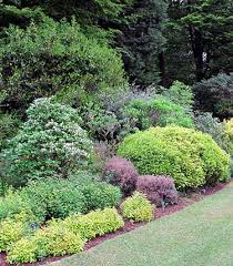 Border Shrubs Rhs Gardening