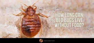 can bed bugs live on patio furniture