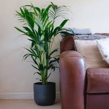 Grow And Care For Your Kentia Palm