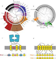 Hemimetabolous Genomes Reveal Molecular Basis Of Termite