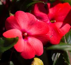New guinea impatiens are one of the most popular bedding plants. New Guinea Impatiens Calloway S Nursery