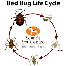 5600 augusta rd suite a greenville, sc 29605. Does Bed Bug Heat Treatment Work Better Than Chemical