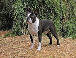 boston terrier dog breed info petfinder