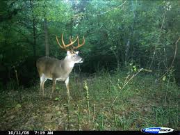 Mississippi Deer Rut Chart 2019