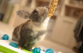 Rabbits love to bat this toy around and watch it spin across the floor. Diy Rabbit Toys Simple And Affordable Ideas Lovetoknow