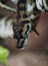61 jungle carpet python photos