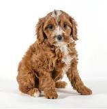 Cavapoo Puppies For Sale in NYC | Citipups | Animal Companion ...