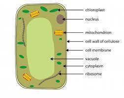 They have specialized peripheral nucleus and other specialized structures along with nucleus also present which are called organelles. Your 5 A Day Do You Know Your Plant Cell From Your Animal Cell