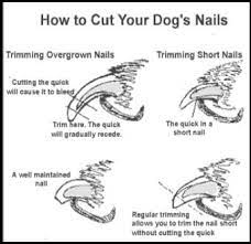 dog to tolerate nail t