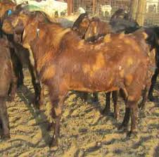 Sirohi Goat Breed Information Modern Farming Methods