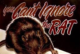 stinky scents how to remove dead rat
