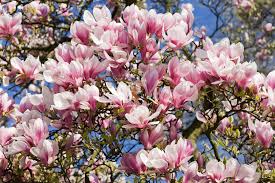 Magnolia Tree - Choosing and Planting Magnolia In Your Garden