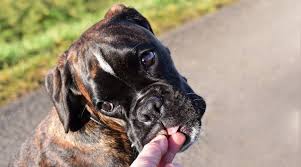 Beautiful ckc brindle/black mask male boxer puppy born december 21st looking for his forever home. Best Dog Foods For Boxers Puppies Adults Seniors