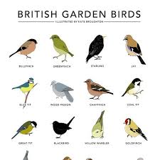 Garden Bird Print British Garden Birds Poster Wildlife