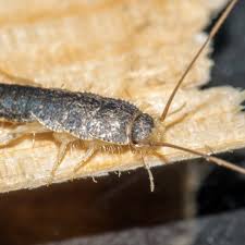 five fascinating facts about silverfish