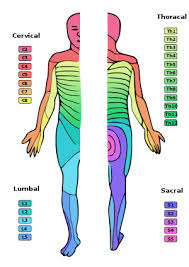 Human Physiology The Nervous System Wikibooks Open Books