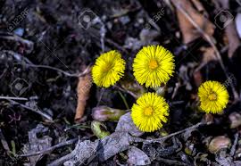 List of late spring flowers. First Spring Yellow Flowers Mother And Stepmother Plants With Stock Photo Picture And Royalty Free Image Image 145539209