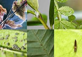 Houseplant Pests How To Deal With 6